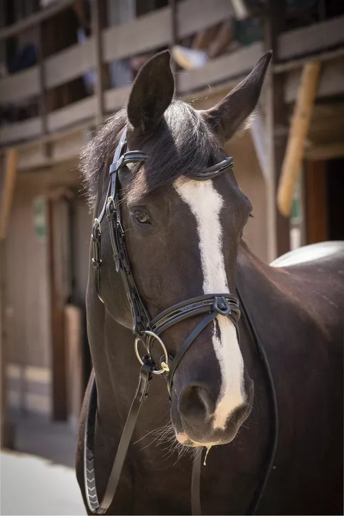 Smoothie Bridle