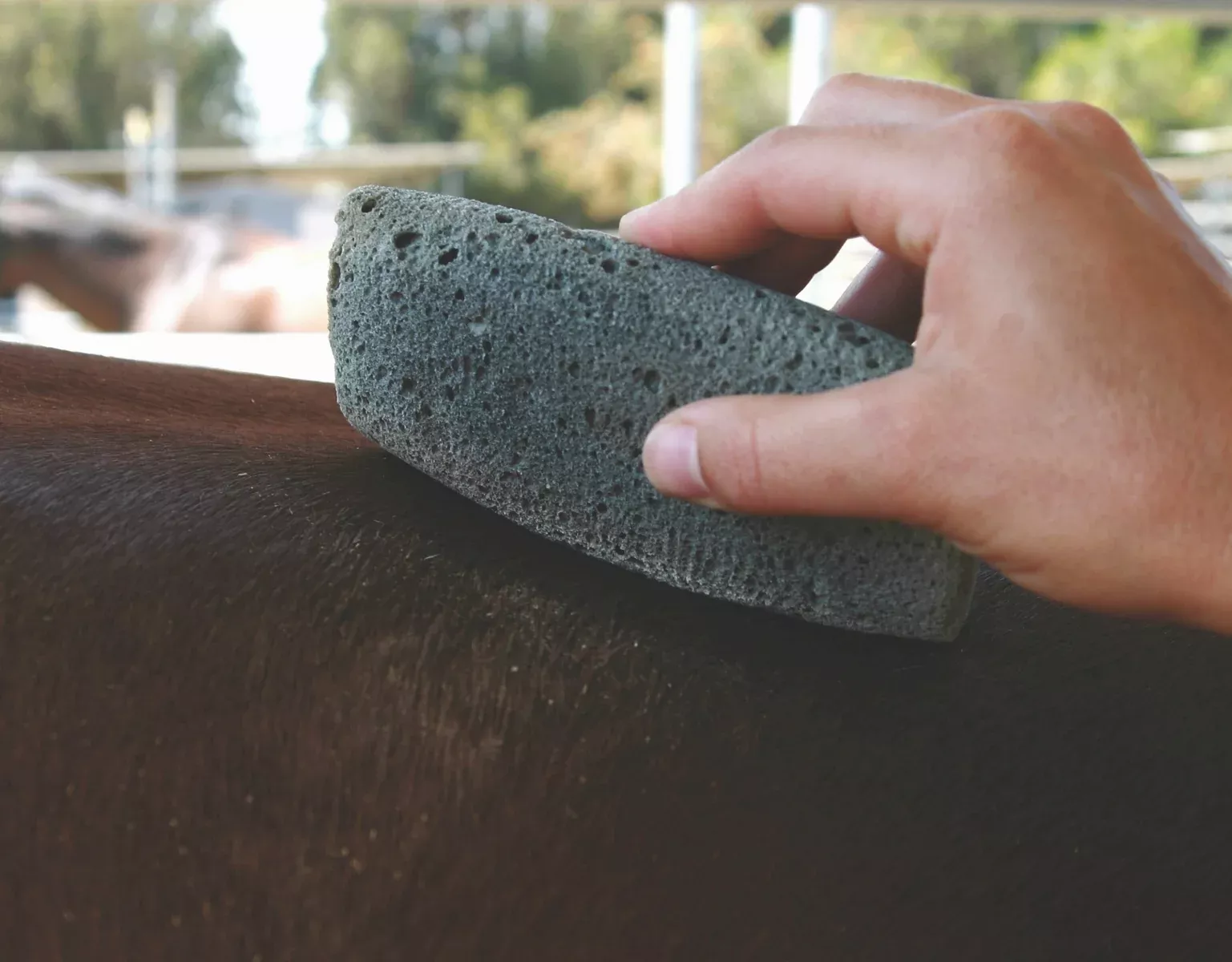 Tail Tamer Groomer'S Stone
