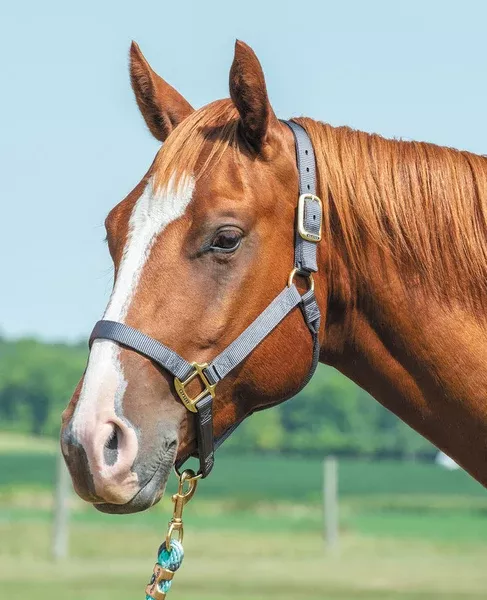 Weaver Original Nylon Halter Non-Adjustable