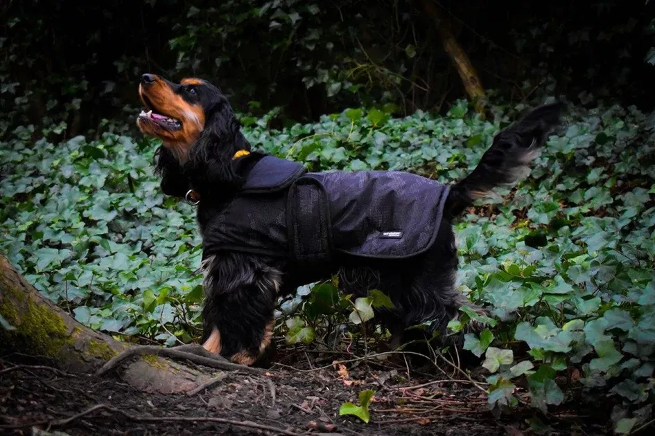 Whitaker Sydney Dog Coat